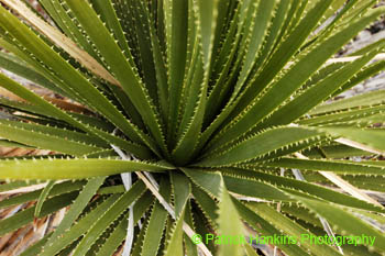 BigBend40