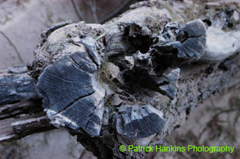 BigBend56
