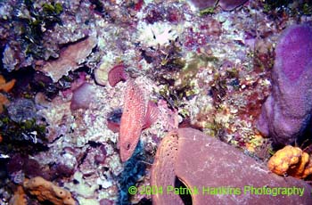 FishandCoral