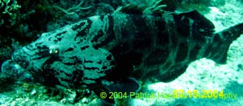 Grouper