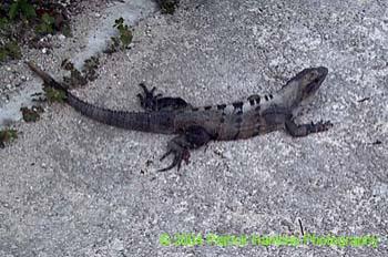 Iguana2